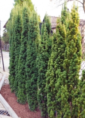Taxus x media 'Stricta Viridis' 